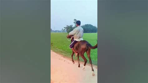 ঘোড়া আর মানুষের xxxxx .